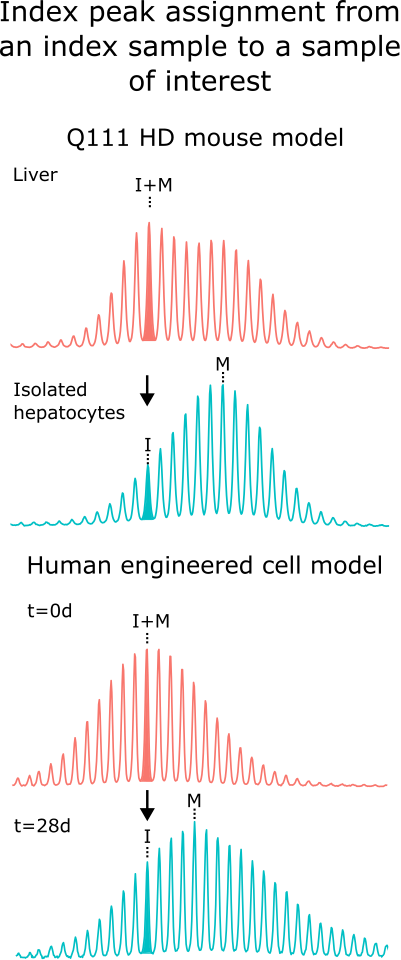 Index peak assignment and benchmarking of instability metrics. (A) Example of index peak assignment in mouse tissues (top) and cell lines (bottom). In the mouse liver sample (red), the index (I) peak corresponds to the modal (M) peak, reflecting the inherited repeat length. This index peak is then applied to the isolated hepatocyte sample (blue), where somatic expansion shifts the modal peak toward larger repeat sizes. In the cell line experiment (bottom), the modal peak of the time-zero sample (red) is used as the index peak for the 28-day sample (blue).